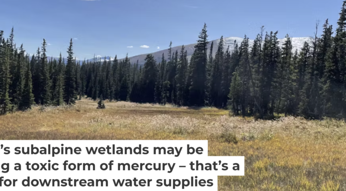 The drinking water used in many of Colorado’s cities passes through mountain wetlands. Eve-Lyn Hinckley